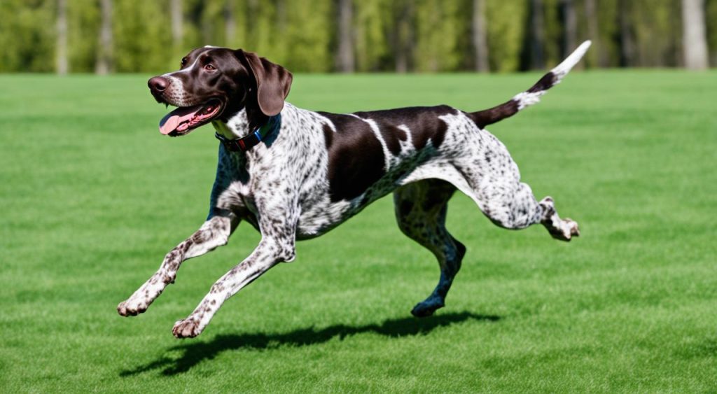 How much exercise does a German Shorthaired Pointer need?