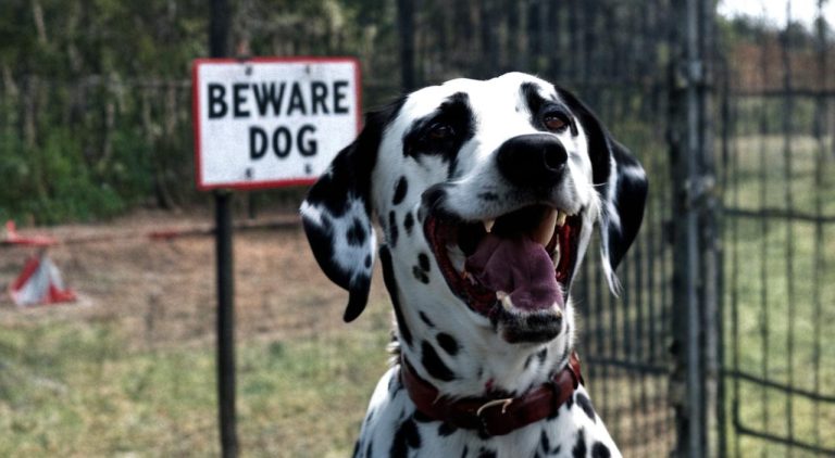 Are Dalmatians considered an aggressive breed?